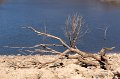0038Lac de Guerledan